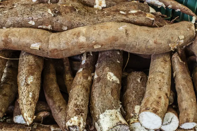 Tubercules de manioc