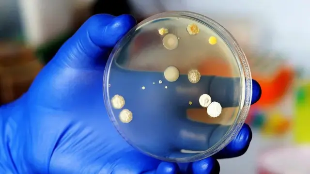 Ikiganza cyambaye udupfukantoki cyerekana udukoko twa fungi , dukunda kuba mu misego n'amashuka bifite umwanda 