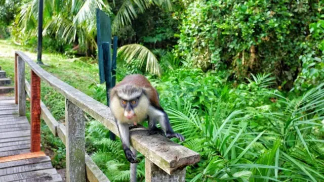 Ọbọ ni Lekki Conservation Centre