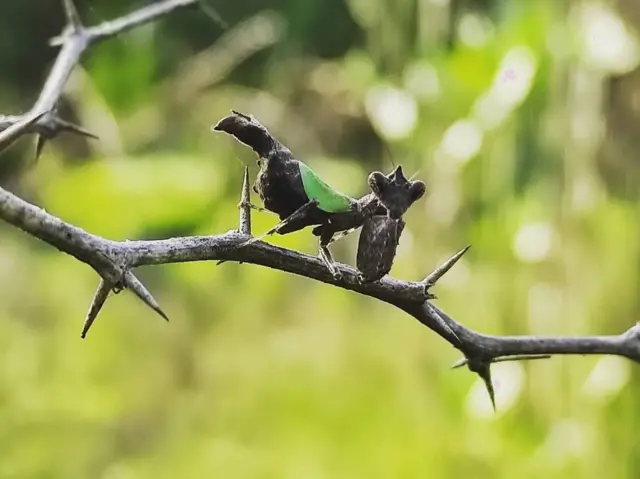 பெண் கும்பிடு பூச்சி இனச்சேர்க்கை முடிந்ததும் ஆண் துணையை சாப்பிட்டுவிடுவது ஏன்?