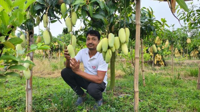 নিজের আম বাগানে রফিকুল ইসলাম। 