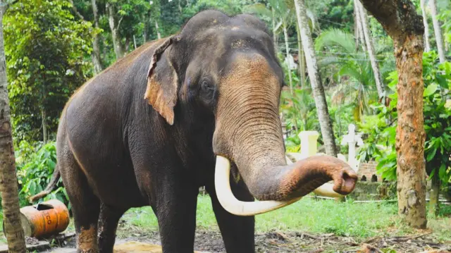 තායිරාජා