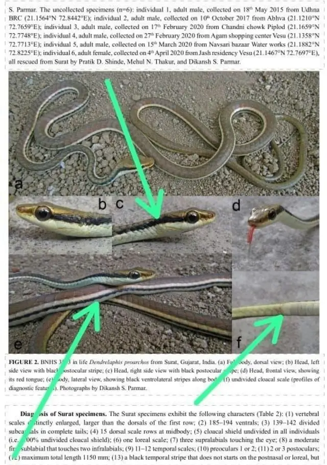 வெண்கல மரப் பாம்பு, விலங்கினம், குஜராத்