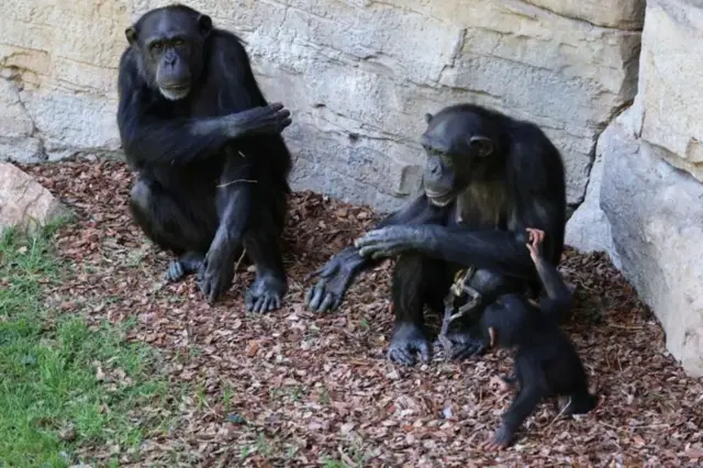 జంతువులు