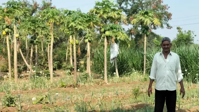 જેણાજી ઠાકોર પોતાના અઢી વીઘાના ખેતરમાં અનાજ, રોકડિયા પાક, શાકભાજી અને ફળો તમામની ખેતી પ્રાકૃતિક અને સજીવ કૃષિની રીતો અજમાવીને કરે છે