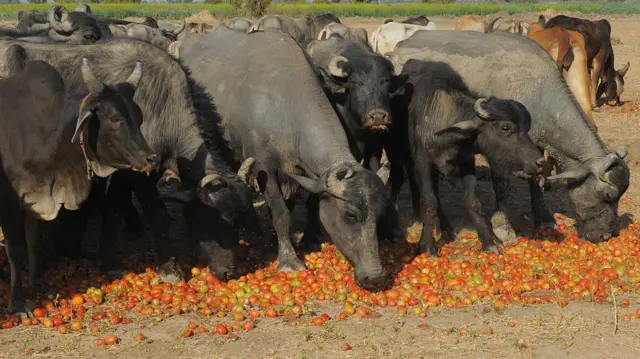 પ્રતીકાત્મક તસવીર
