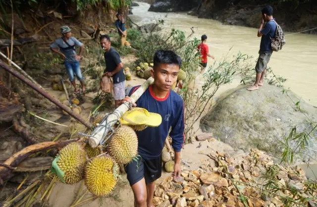 Petani durian membawa hasil panen dengan berjalan kaki sejauh 4 kilometer di Desa Sibalanga, Kecamatan Adiankoting, Kabupaten Tapanuli Utara, Provinsi Sumatera Utara, Minggu (28/12/2025).