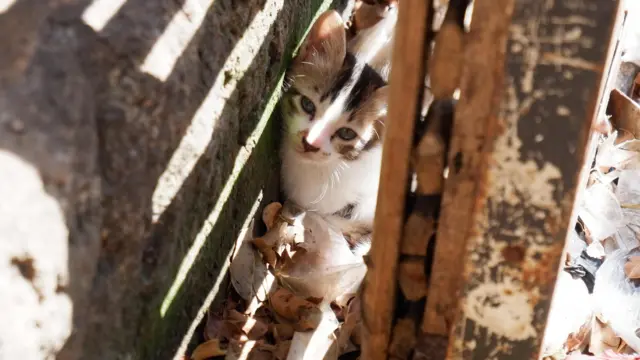 Kucing liar di Pasar Kiaracondong, Bandung