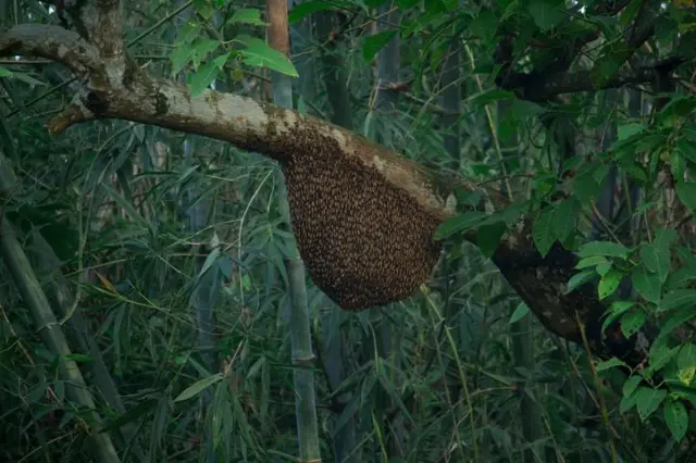 সুন্দরবনে মৌমাছির চাক