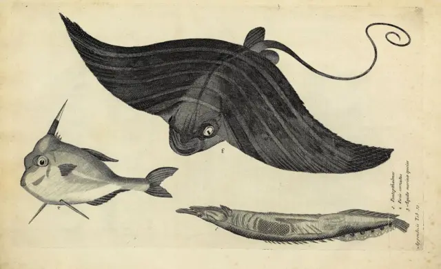 Una mantarraya y dos peces más