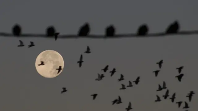 ابرماه «سگ آبی»‌ نوامبرامسال در سیکوکس