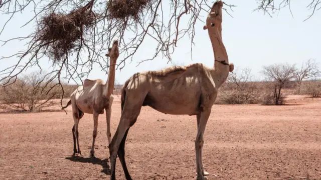 Camelos se alimentam de galhos secos de árvores no norte do Quênia