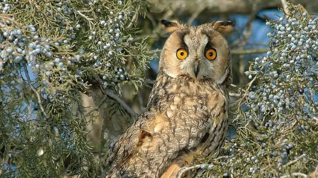 Búho chico en un árbol