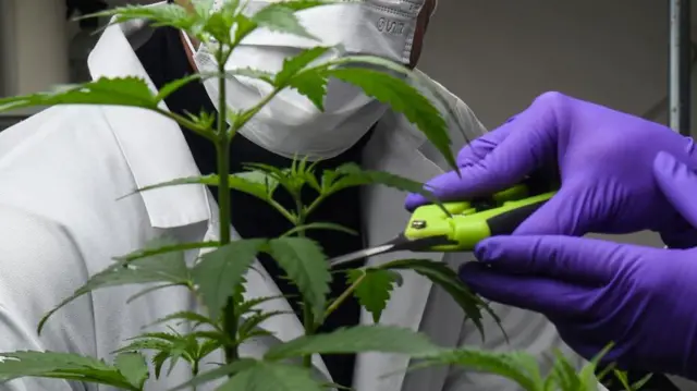 Planta da maconha sendo aparada com tesoura