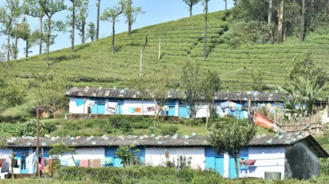 மாஞ்சோலை தேயிலைத் தோட்ட விவகாரம்