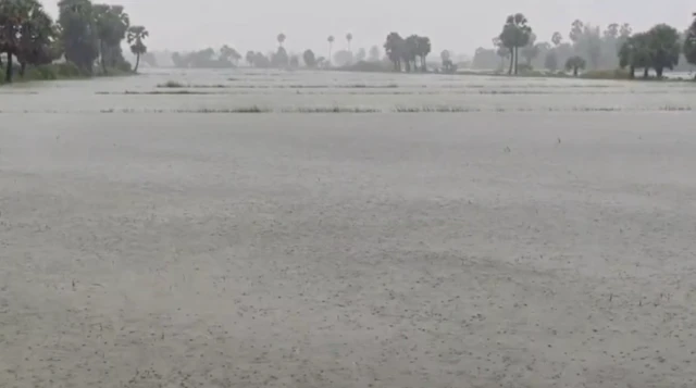 திட்வா புயல், தமிழ்நாடு