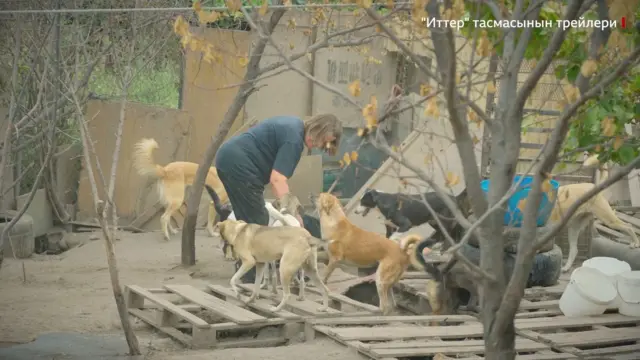 Бул тасманын каарманы - Татьяна. Ал өзүнүн короосуна жолбун иттерди багат