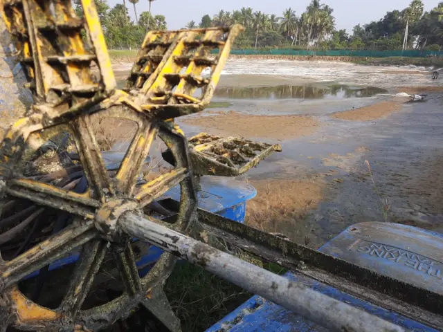 రొయ్యల పెంపకం