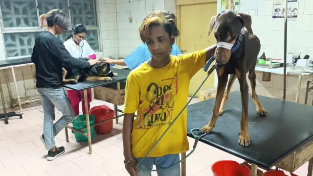 Dogs treating at rescue centre