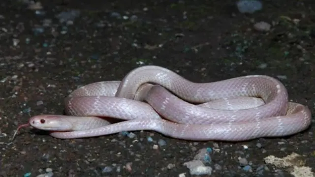 పాము కాటు