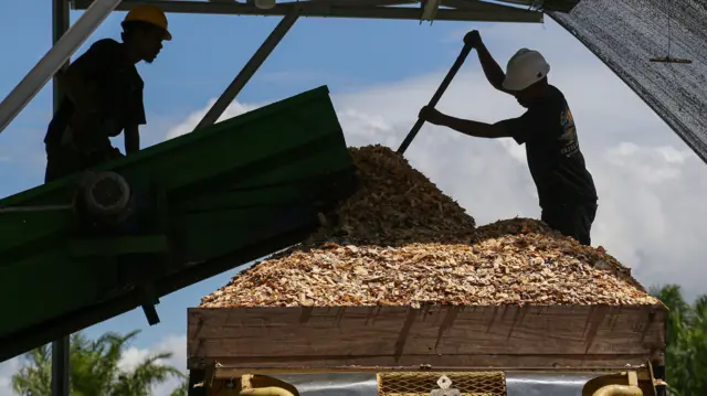 Pekerja menyekop serpihan kayu untuk kebutuhan sumber energi terbarukan Pembangkit Listrik Tenaga Uap (PLTU) di Desa Suak Puntong, Nagan Raya, Aceh, Rabu (30/04).