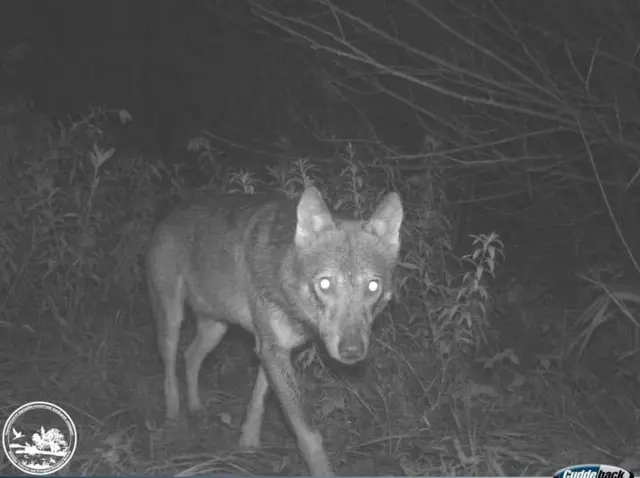 вовк у нічному лісі
