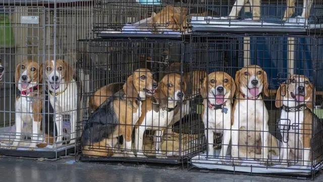 Beagle