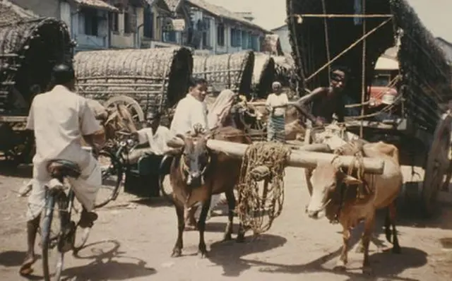 භාණ්ඩ ප්‍රවාහනයේ ප්‍රධාන මාධ්‍යය වූ කරත්තකරුවන් වැඩ වැරීමෙන් කොළඹ නගරය අකර්මන්‍ය විය.