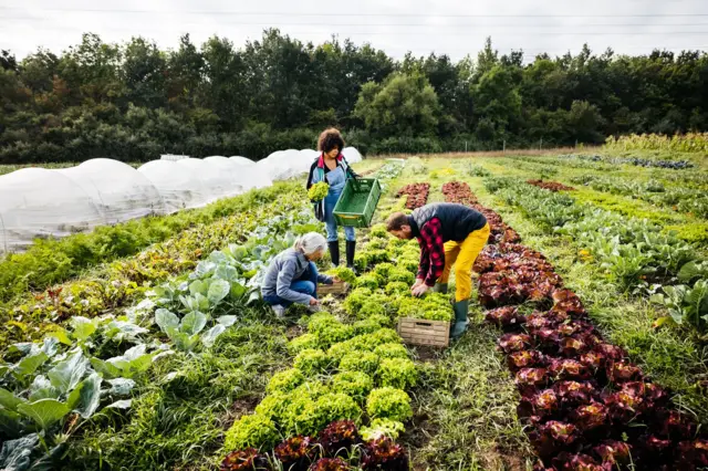 Personas plantando en una granja orgánica.