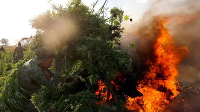 Petugas keamanan di Meksiko membakar tanaman kanabis.