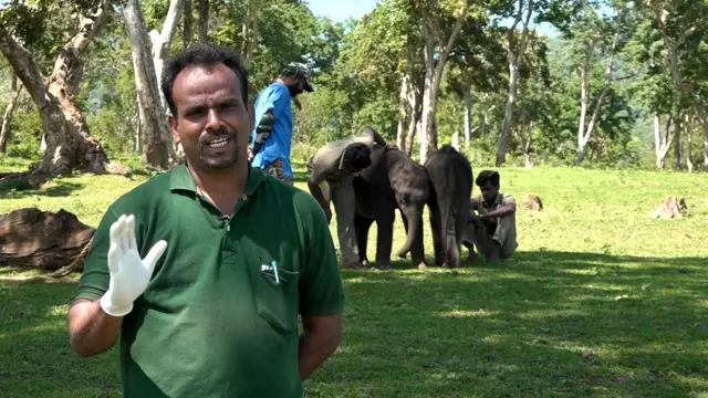 யானைகள், முதுமலை புலிகள் காப்பகம்