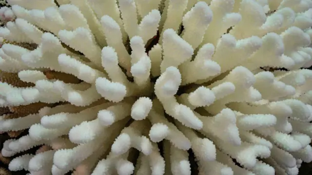 Peristiwa pemutihan karang global telah dinyatakan oleh para ilmuwan.