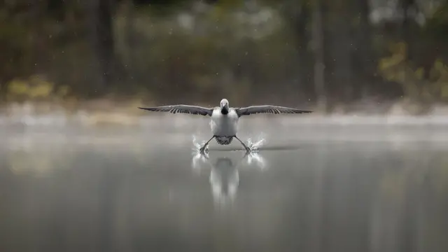 Nur rdzawoszyi lądujący na wodzie