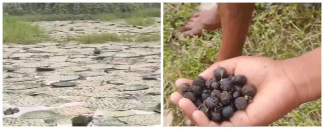 মাখানার বীজ