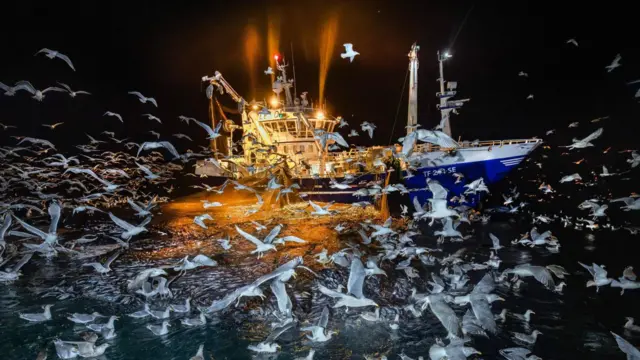 طيور نورس حول مركب صيد