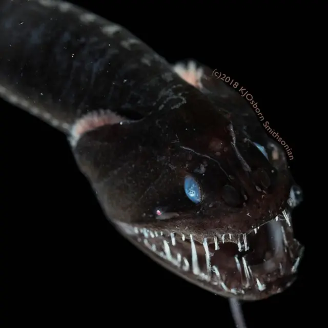 "มังกรดำแปซิฟิก" เป็นสัตว์ทะเลลึกที่ถ่ายภาพได้ยากมากที่สุดตัวหนึ่ง