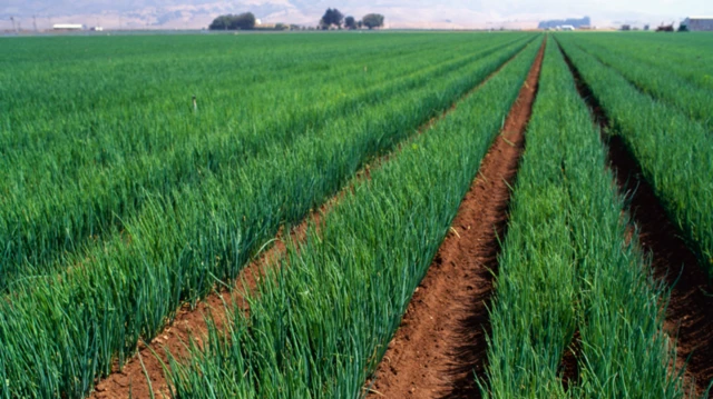 બીબીસી ગુજરાતી ડુંગળી ખેડૂત આંધ્ર પ્રદેશ ખેતી પાક ગુજરાત બીબીસી