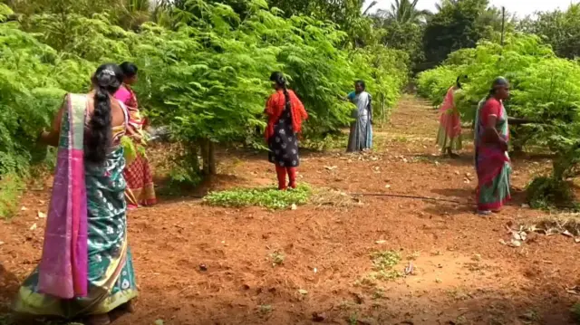 முருங்கைப் பூ தேன் உற்பத்தி