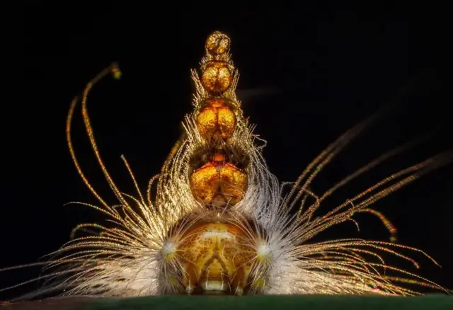 Image d'une chenille squeletteuse de gommier