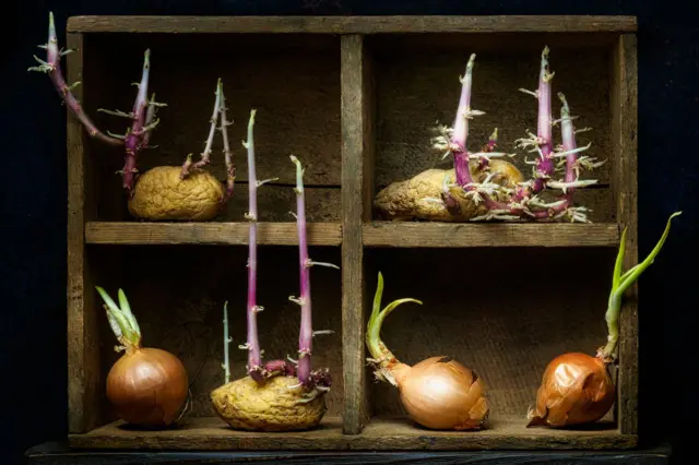 Filizlenen patates ve soğanlar. Filizlenen patates ve soğanlar.