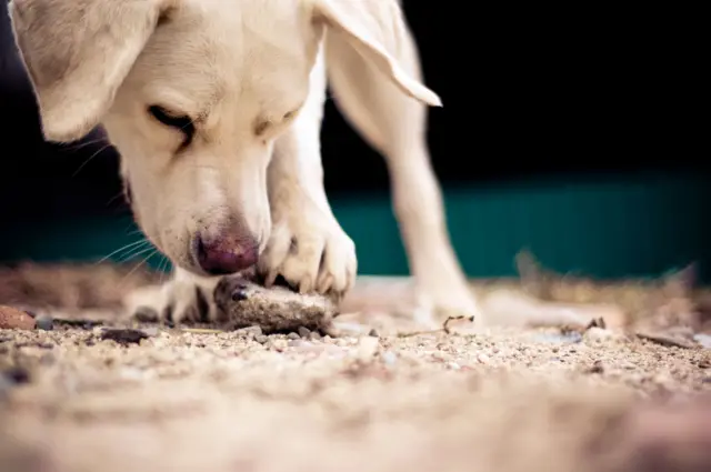 Cachorro farejando algo no chão