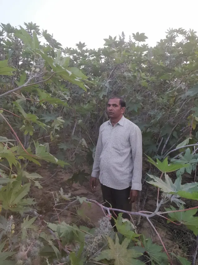જીસીએચ 7 એરંડાના પાક વચ્ચે ખેડૂત રાજેશ પટેલ, મલેકપુર 