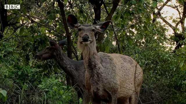 বাঘেদের এই প্রিয় শিকারগুলোই ক্রমশ হারিয়ে যাচ্ছে