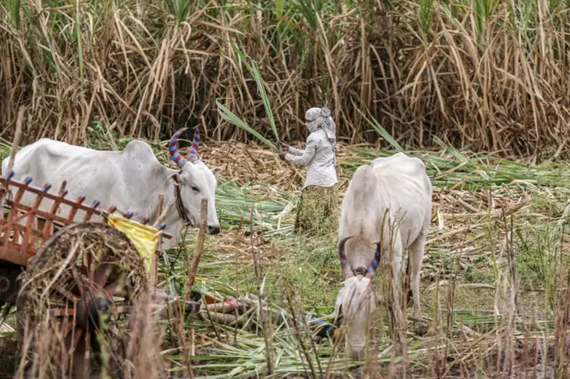 શેરડીમાંથી ઇથેનૉલ બનાવાય છે