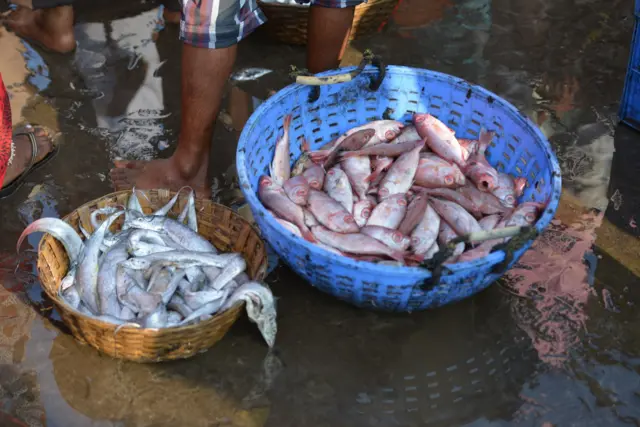 हर्णे बंदरातली मासोळी