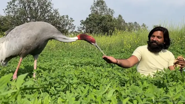 பறவை இளைஞர்