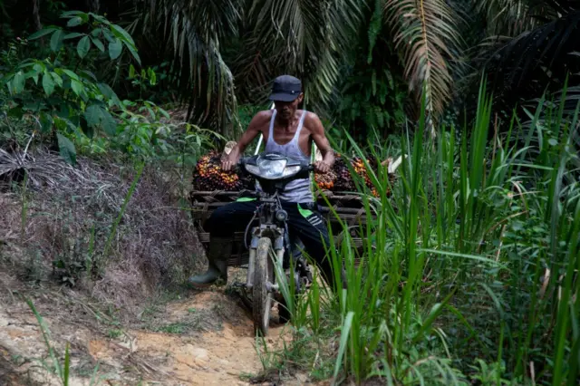 Sawit merambah hingga ke kawasan hutan