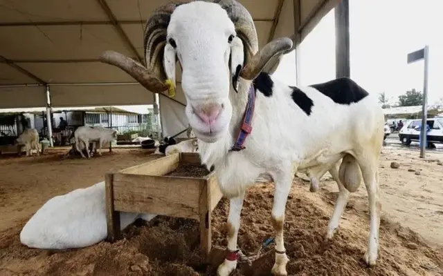 Un bélier