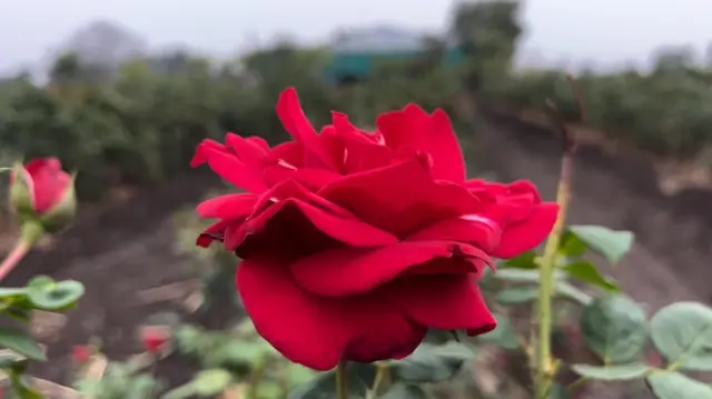 गुलाब शेती