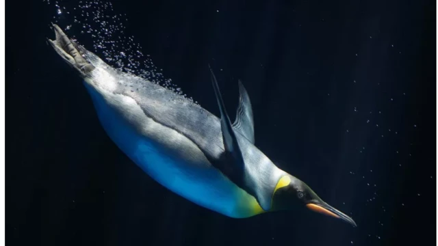 বিজ্ঞানীদের শঙ্কা সম্রাট পেঙ্গুইনদের বিচরণক্ষেত্র সীমিত হয়ে আসবে সামনে